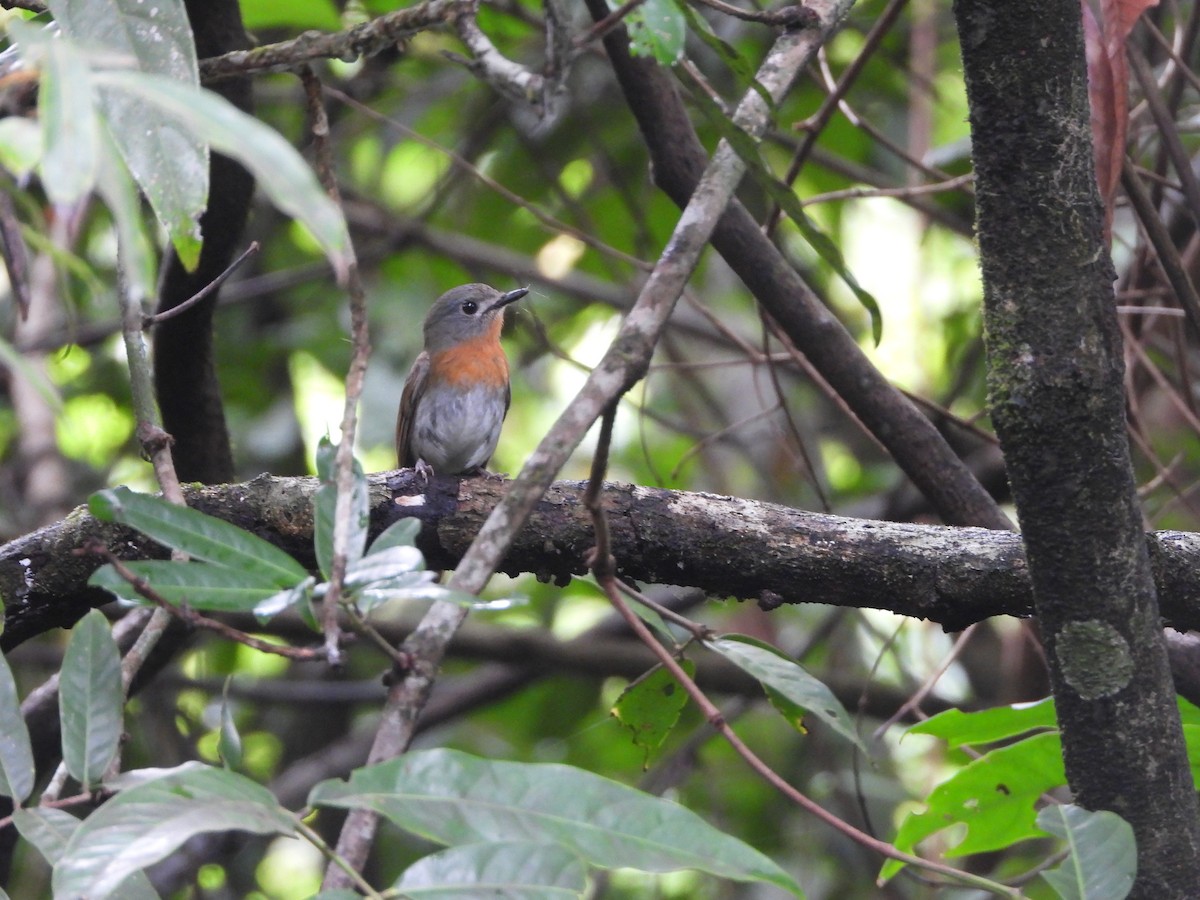 White-bellied Blue Flycatcher - ML620255599