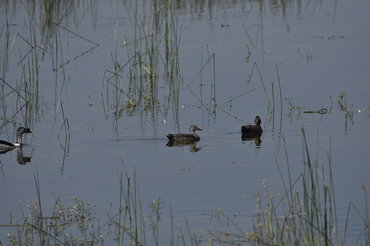 Gadwall - ML620255607