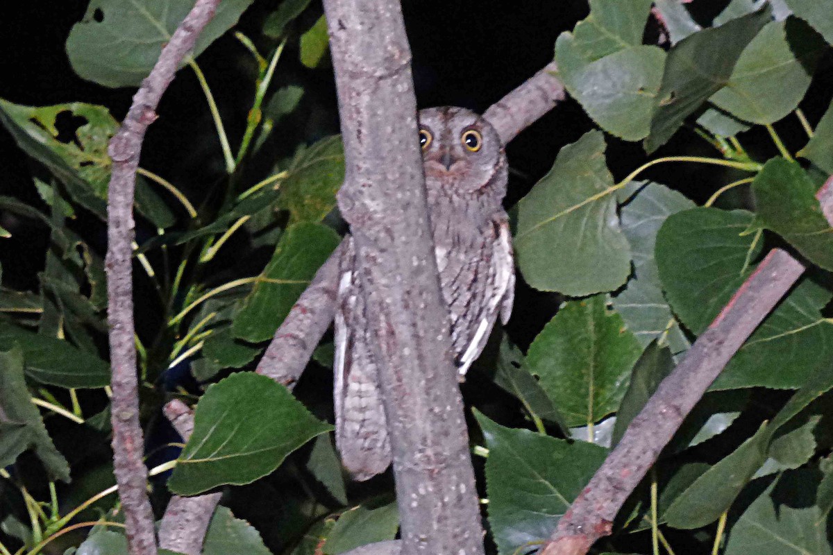 Eurasian Scops-Owl - ML620255609