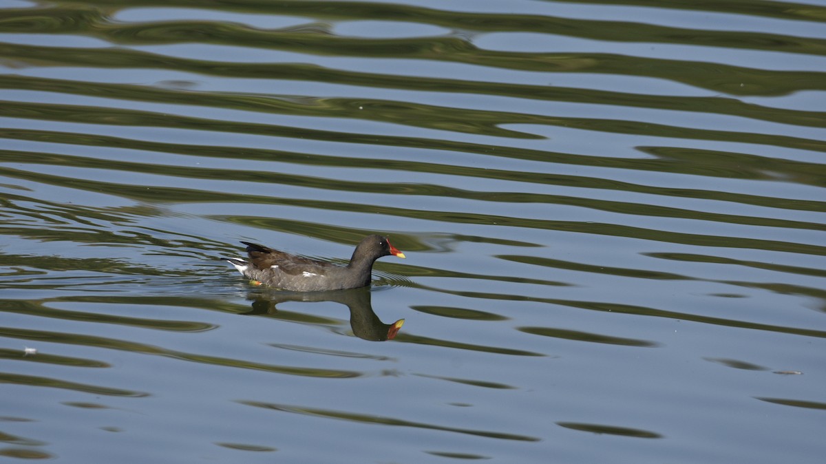 Eurasian Moorhen - ML620255610