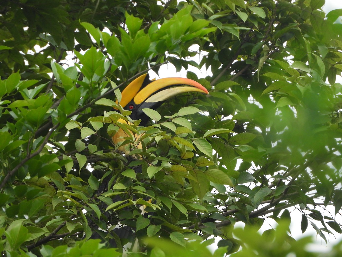 Great Hornbill - ML620255612