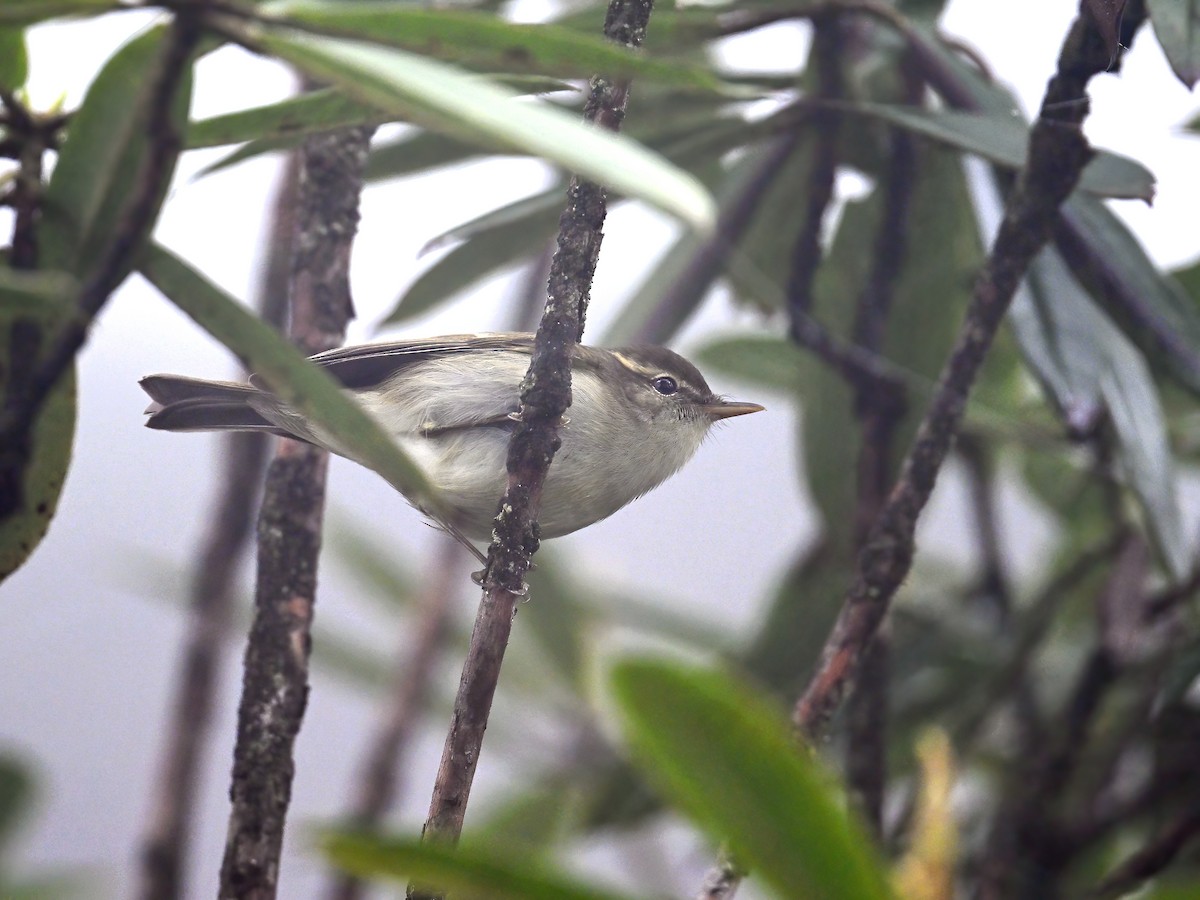 Mosquitero Verdoso - ML620255613