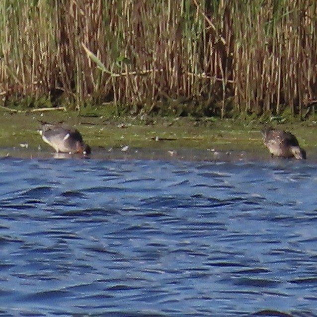 Green-winged Teal - ML620255614