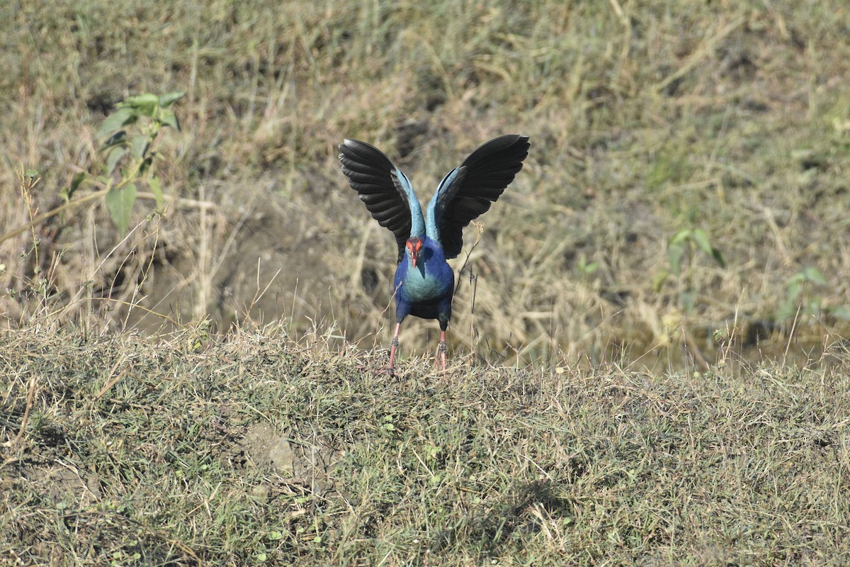 Gray-headed Swamphen - ML620255615