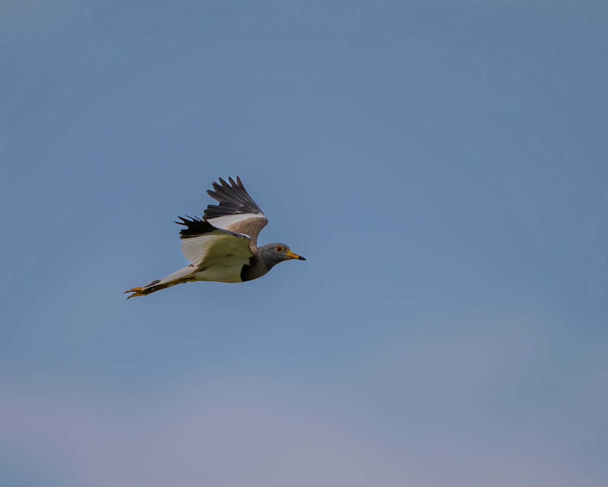 Gray-headed Lapwing - ML620255618