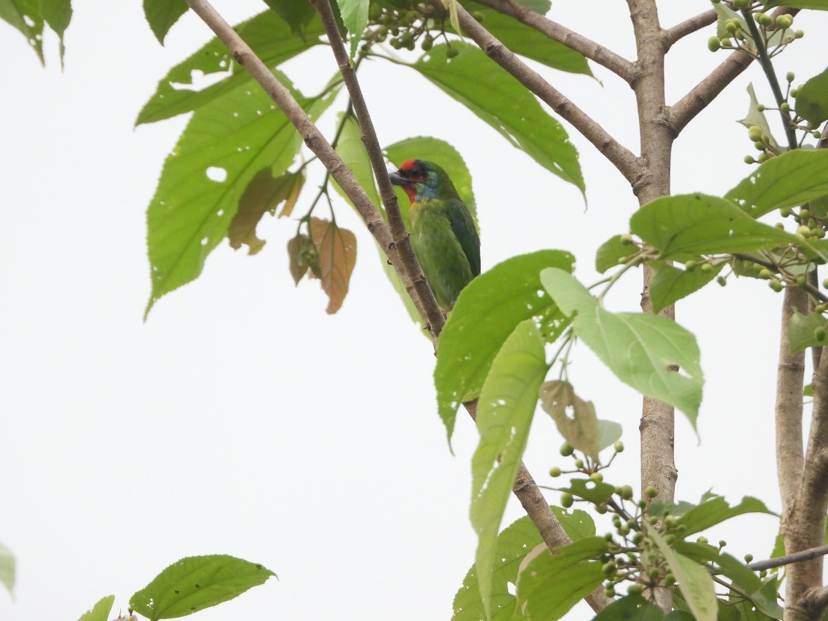 Malabar Barbet - ML620255621