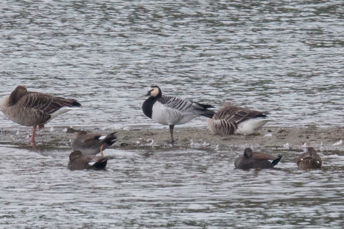 Barnacle Goose - ML620255623