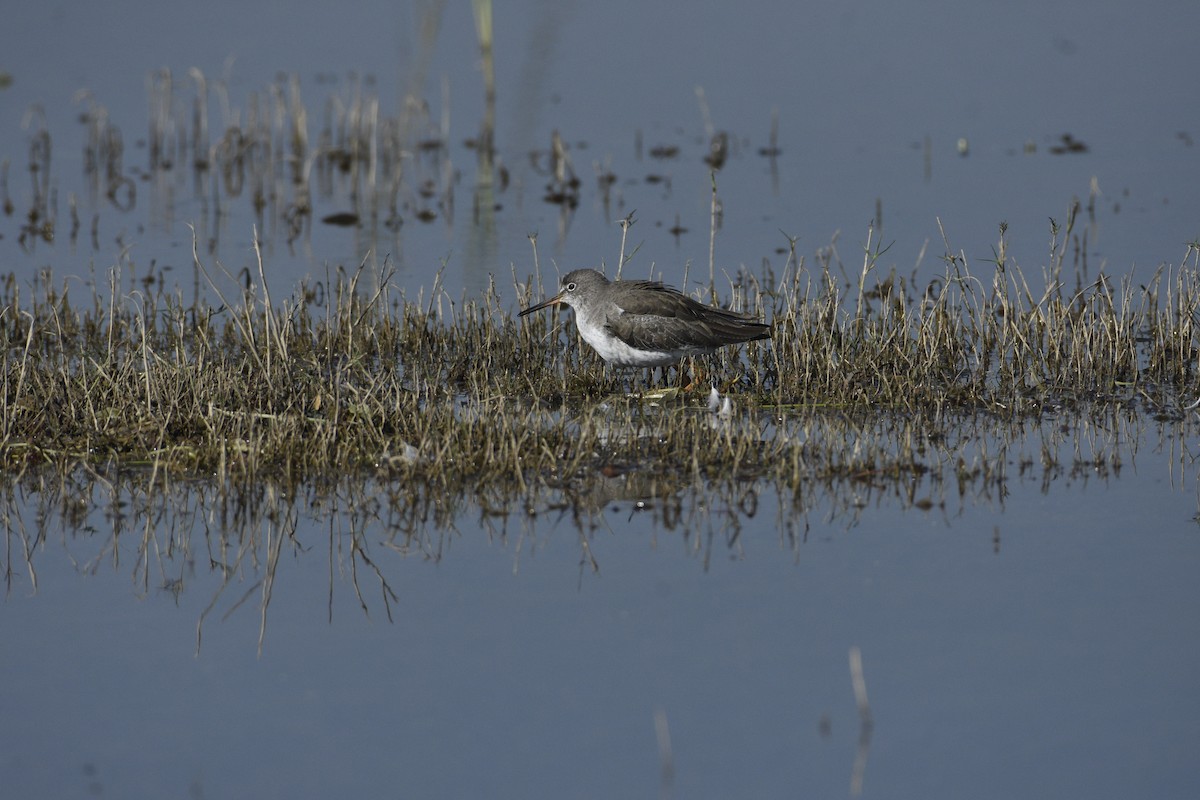 Common Redshank - ML620255627