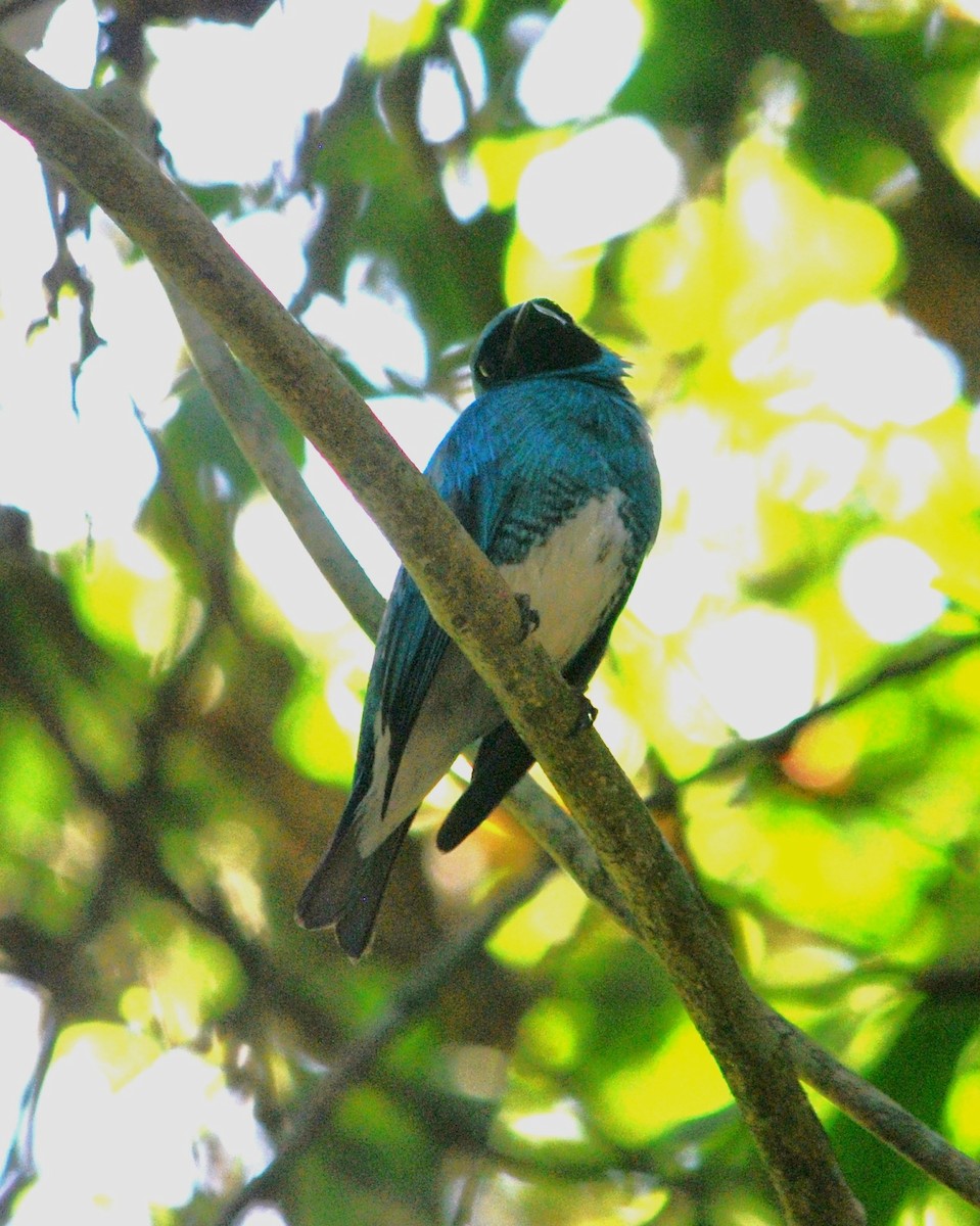 Swallow Tanager - ML620255630