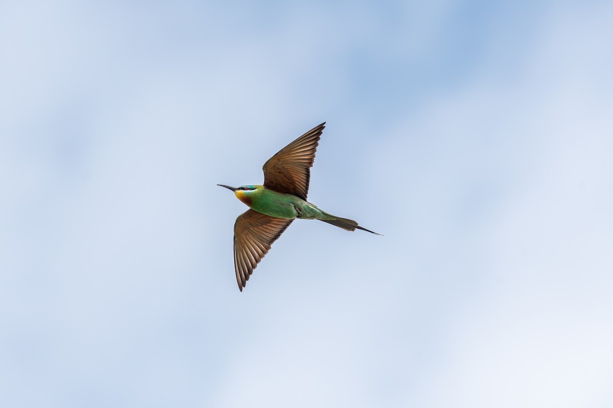 Blue-cheeked Bee-eater - ML620255642