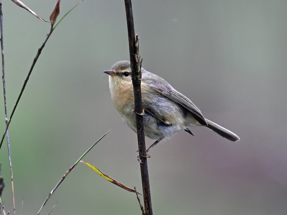 Buff-throated Warbler - ML620255647