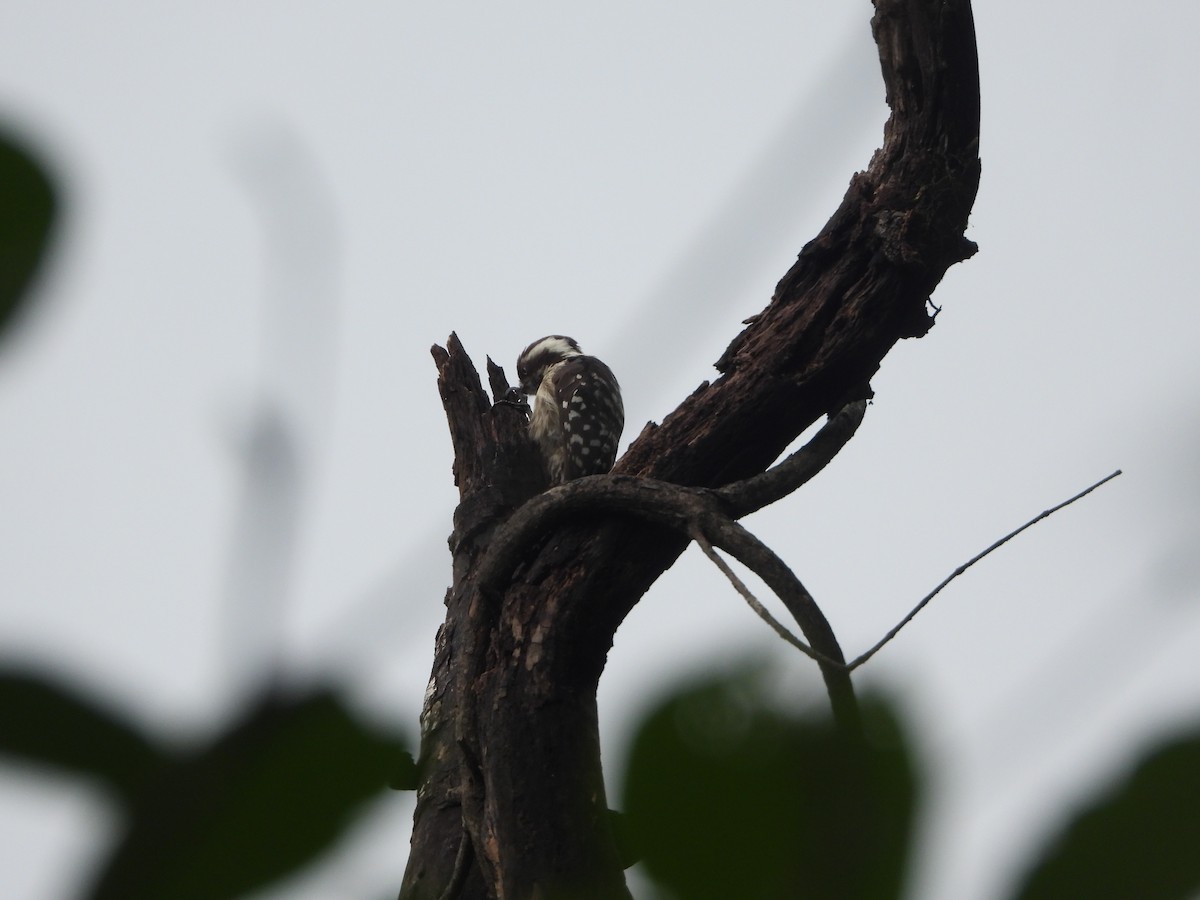 Brown-capped Pygmy Woodpecker - ML620255649