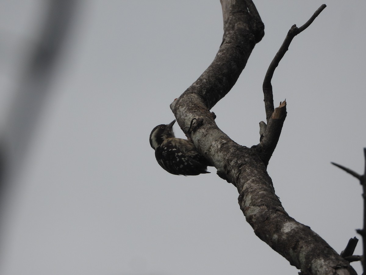Brown-capped Pygmy Woodpecker - ML620255655