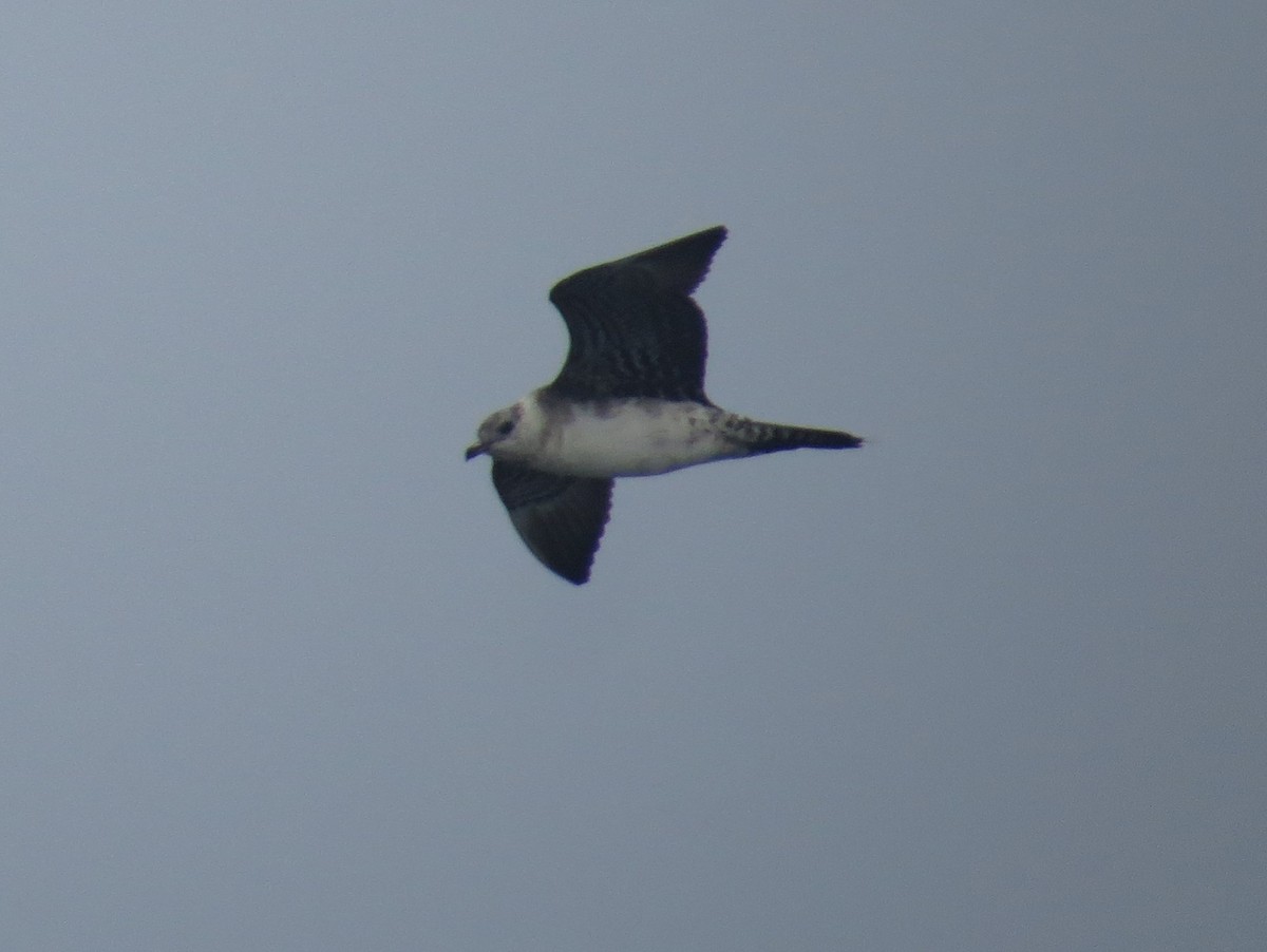 Long-tailed Jaeger - ML620255662