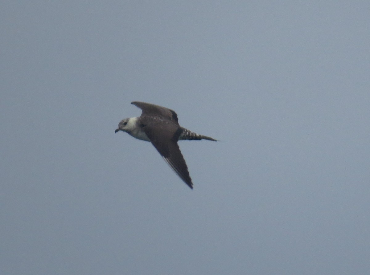 Long-tailed Jaeger - ML620255663