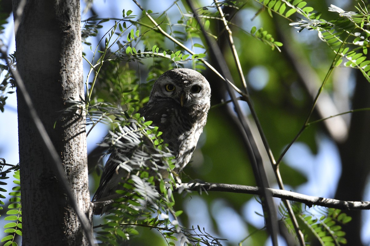 Spotted Owlet - ML620255668