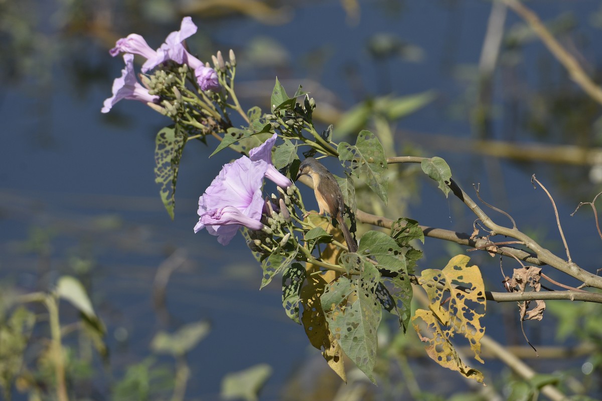 Prinia cendrée - ML620255676