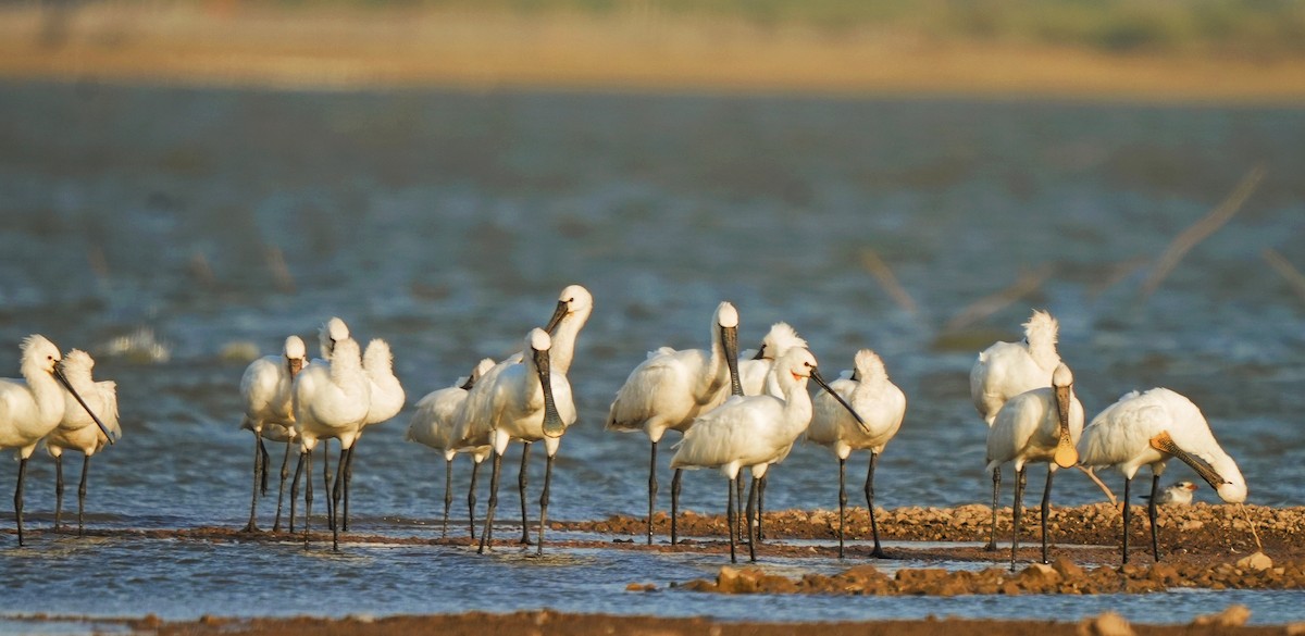 Eurasian Spoonbill - ML620255677