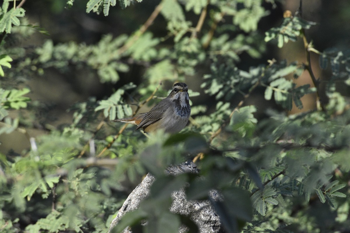 Bluethroat - ML620255684