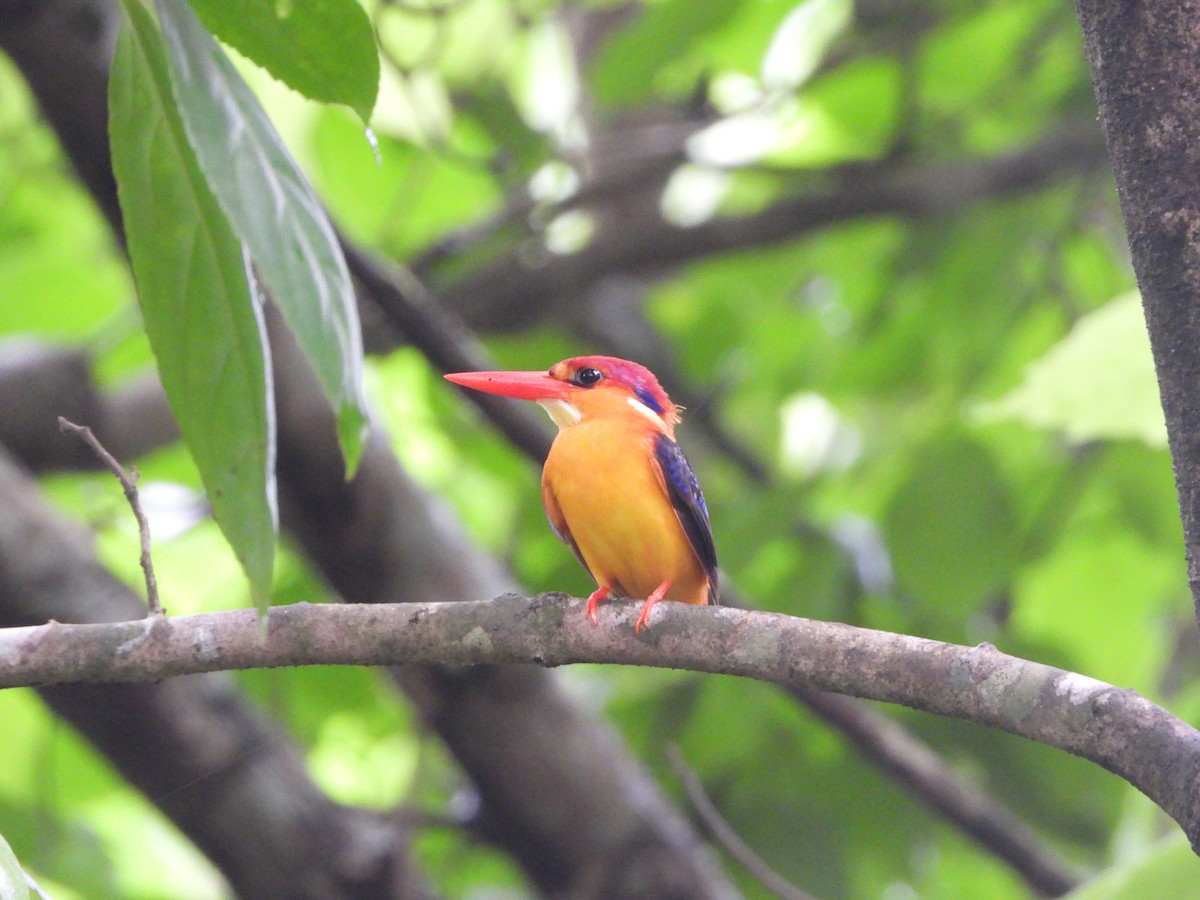 Black-backed Dwarf-Kingfisher - ML620255703