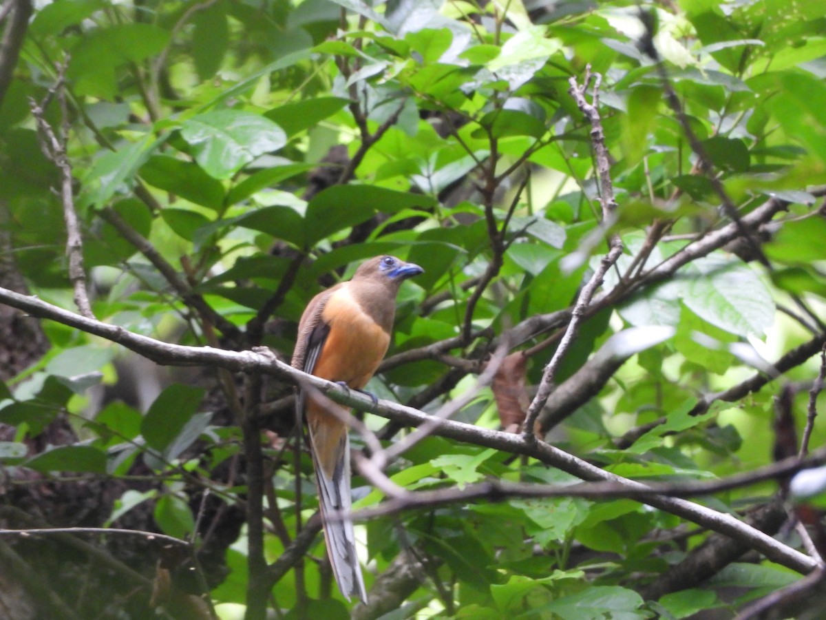 trogon indický - ML620255710