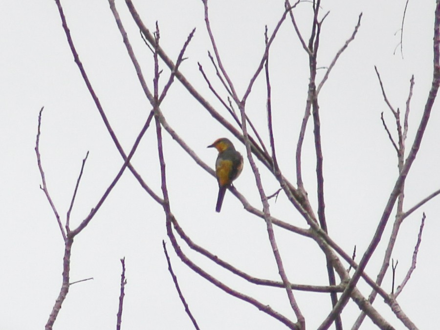 Scarlet Minivet - ML620255719