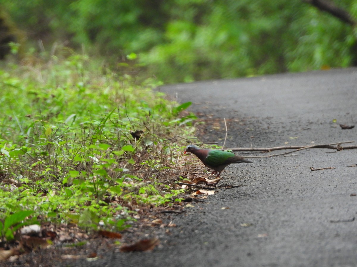 翠翼鳩 - ML620255725