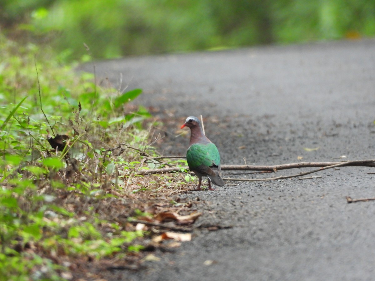 翠翼鳩 - ML620255727