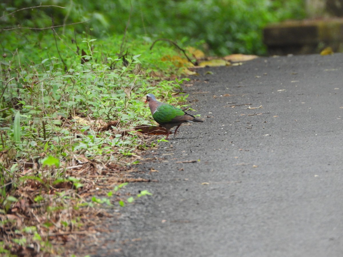 翠翼鳩 - ML620255728