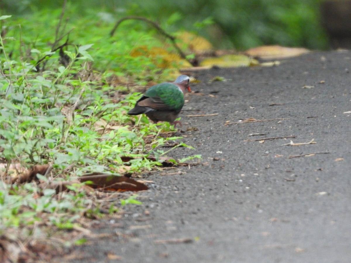 Asian Emerald Dove - Sannidhya De