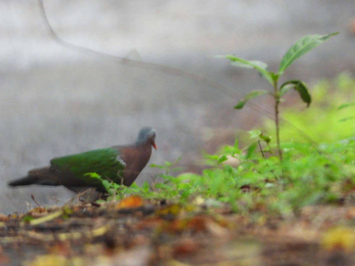 holub zelenokřídlý - ML620255732