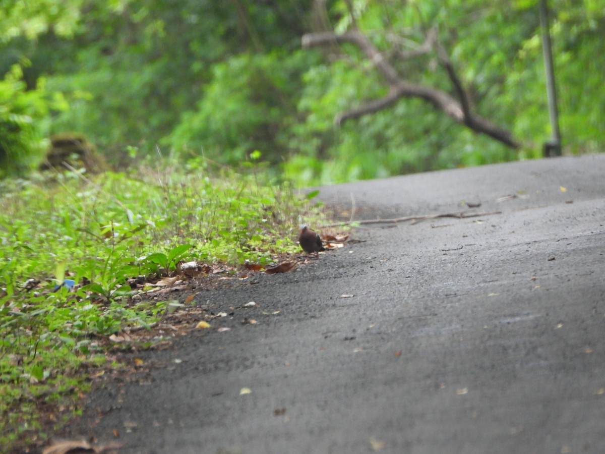 翠翼鳩 - ML620255734