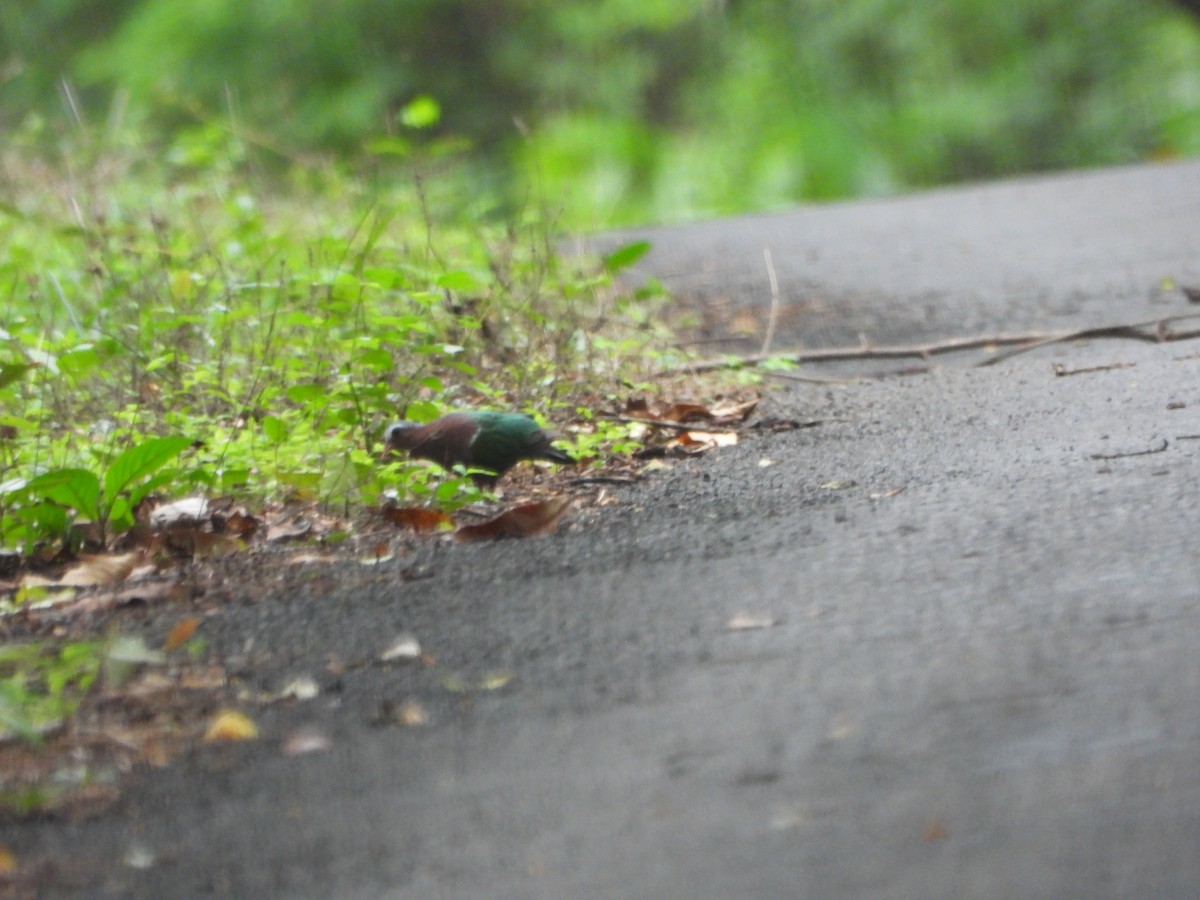 holub zelenokřídlý - ML620255735
