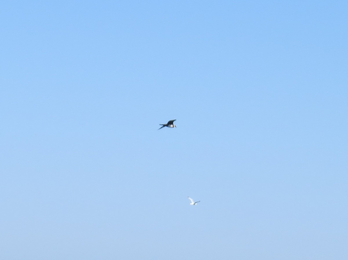 חמסן רחב-אברה - ML620255745