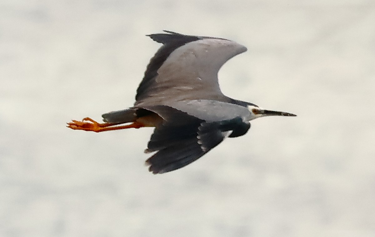 White-faced Heron - ML620255747