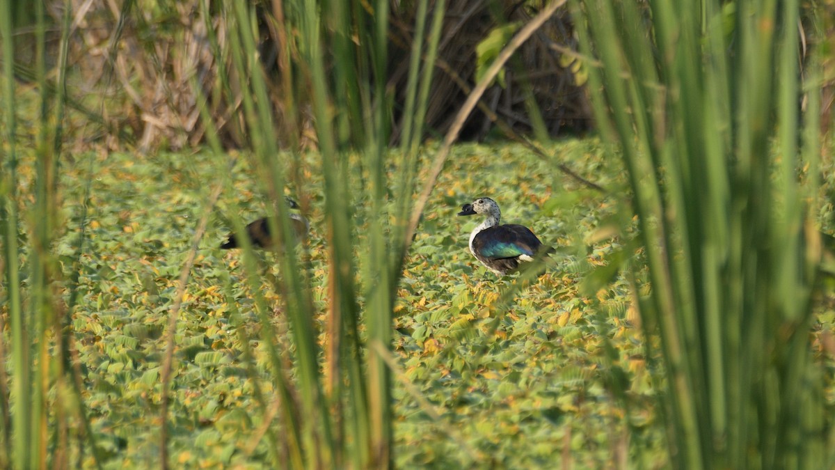 Comb Duck - Miguel Aguilar @birdnomad