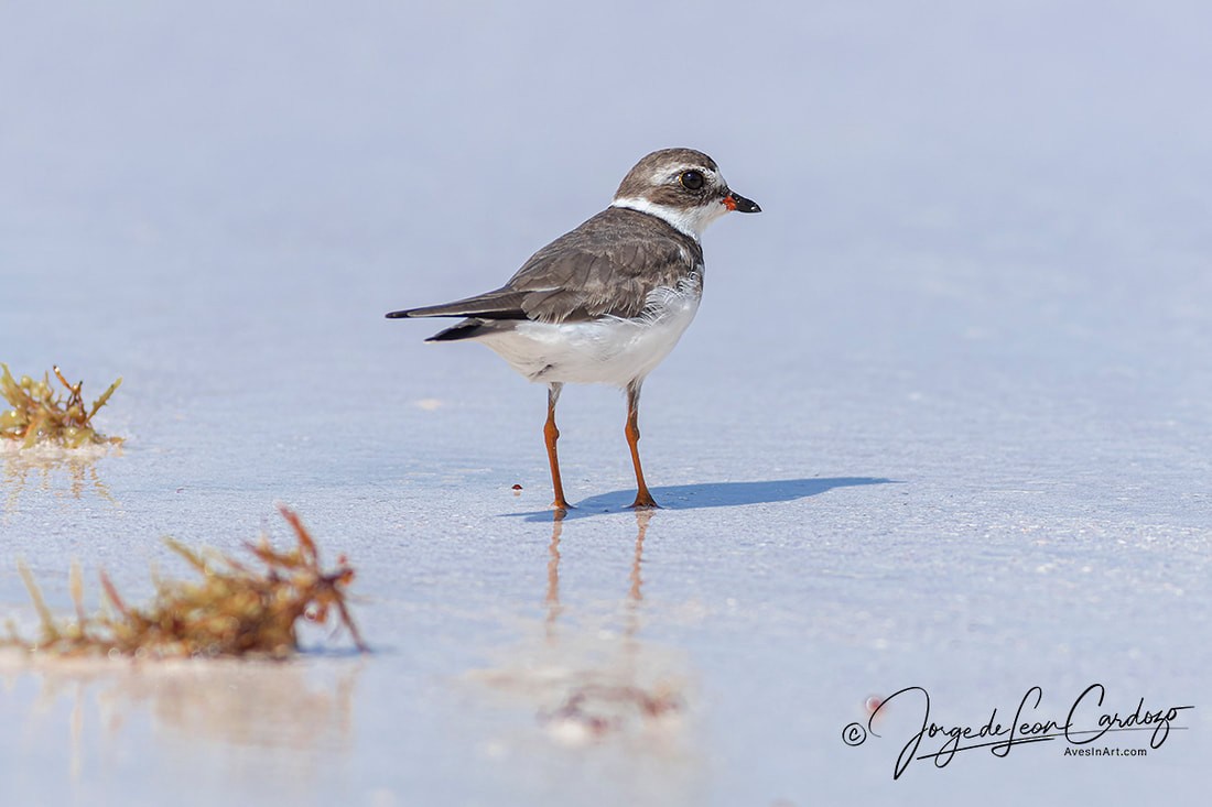 Semipalmated Plover - ML620255752