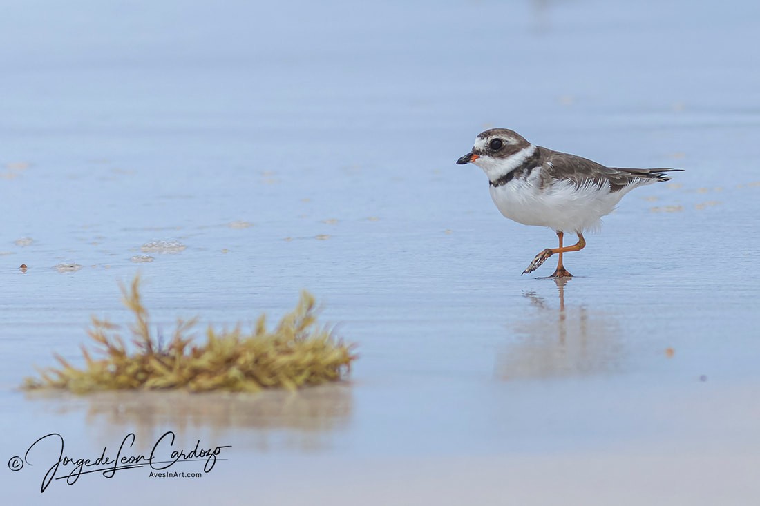 Semipalmated Plover - ML620255753