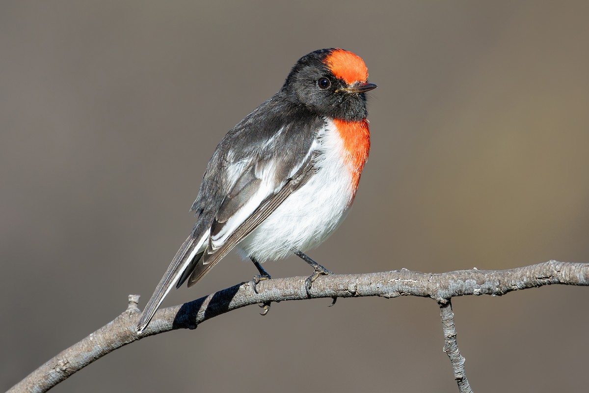 Red-capped Robin - ML620255760