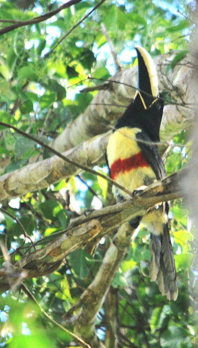 Black-necked Aracari - ML620255761