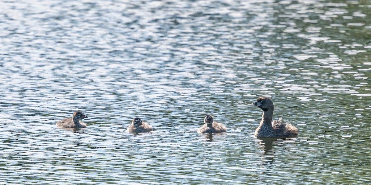 Pied-billed Grebe - ML620255764