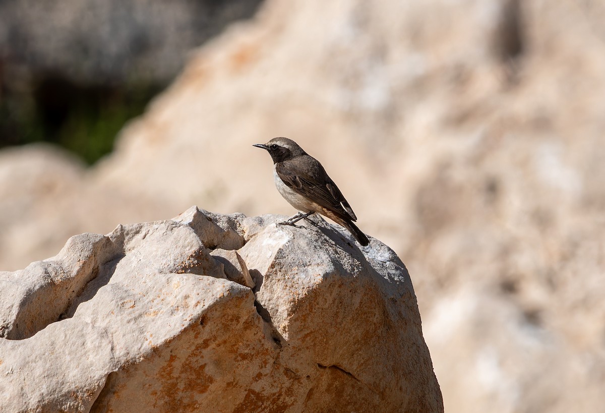 Kurdish Wheatear - ML620255766