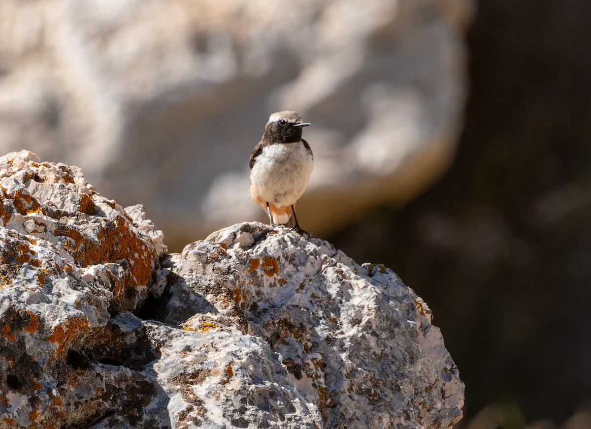 Kurdish Wheatear - ML620255767