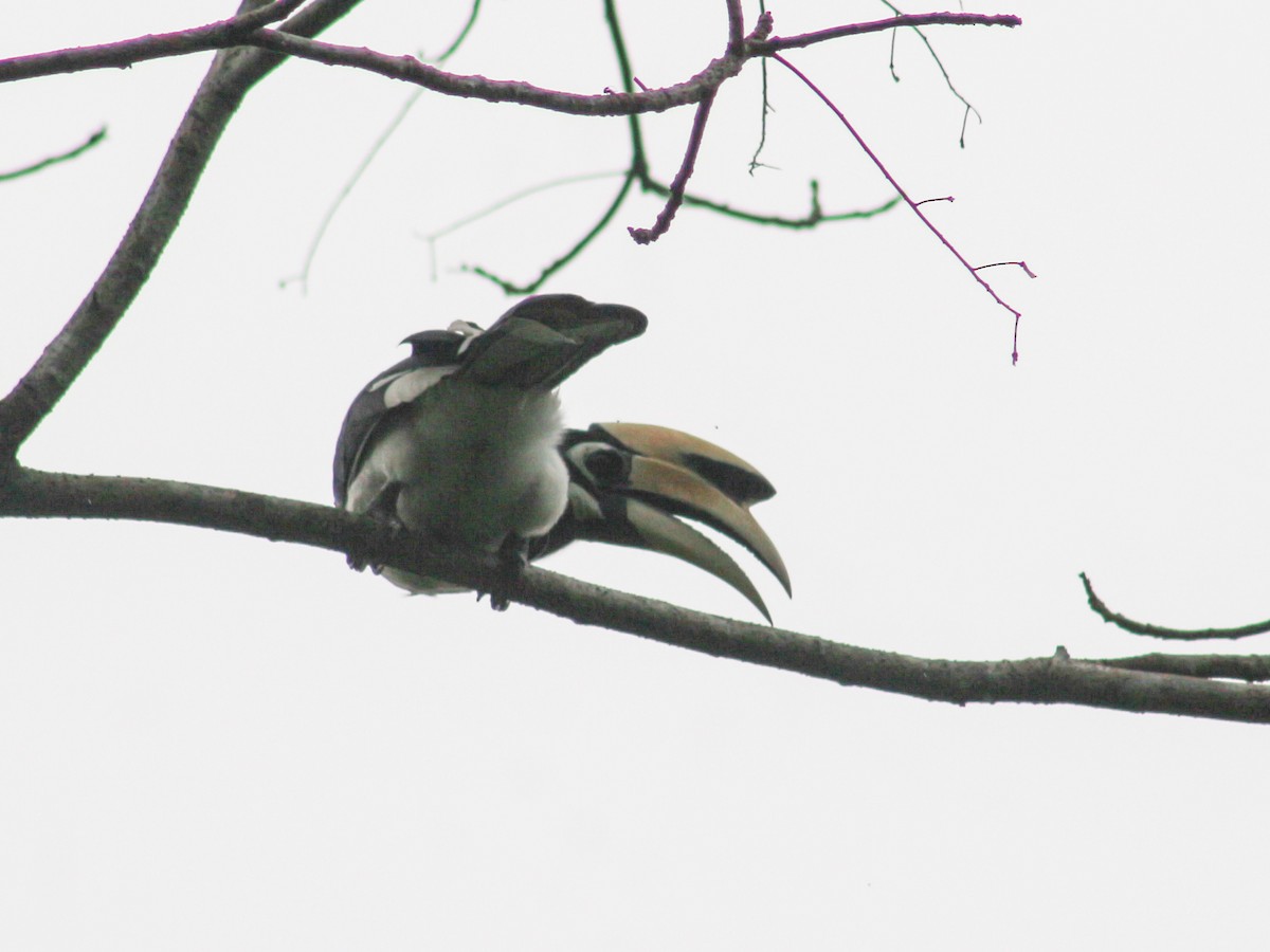 Oriental Pied-Hornbill - ML620255769