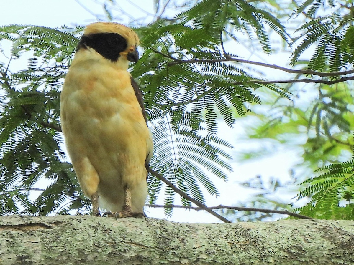 Laughing Falcon - ML620255772