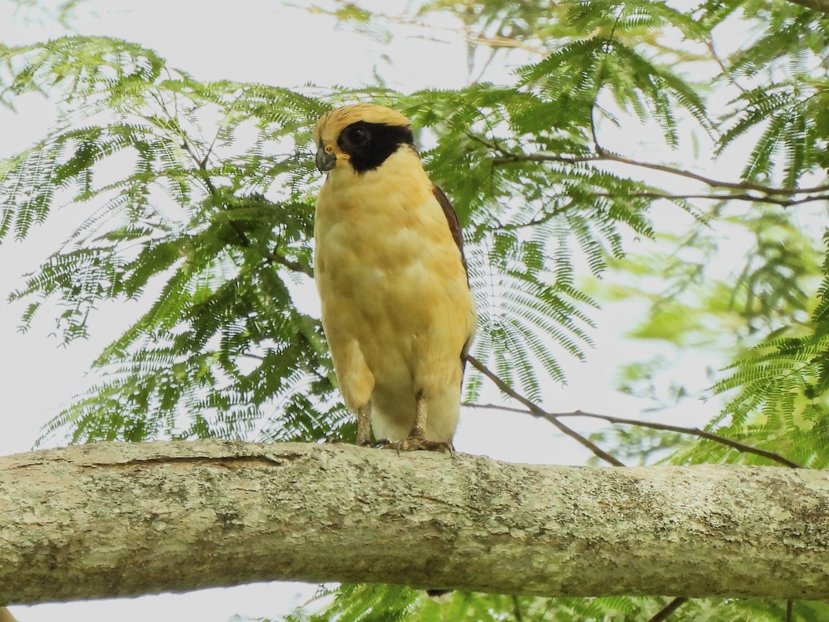 Laughing Falcon - ML620255773