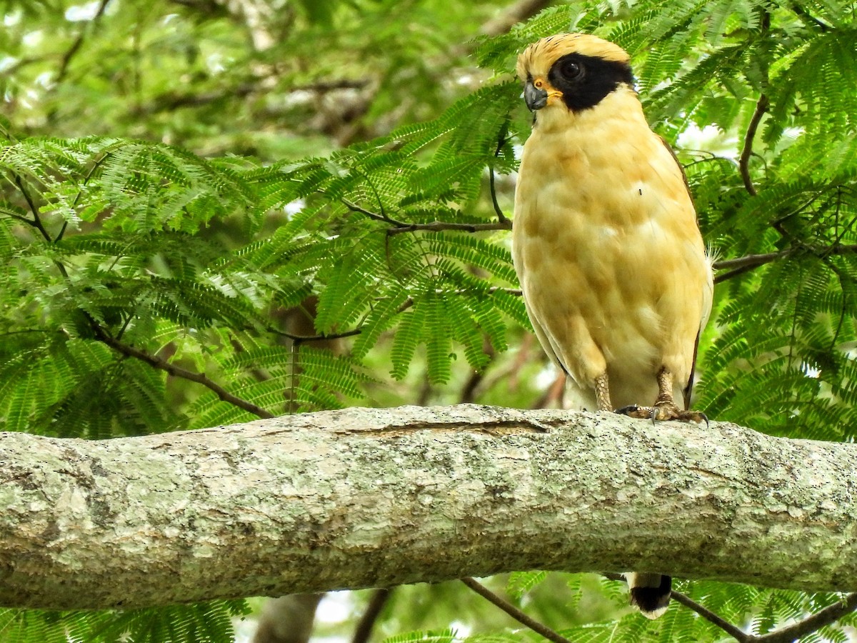 Laughing Falcon - ML620255774