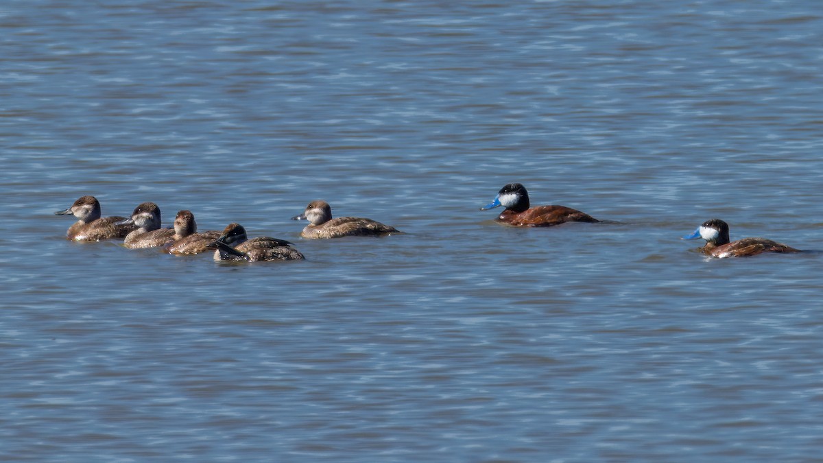 Ruddy Duck - ML620255791