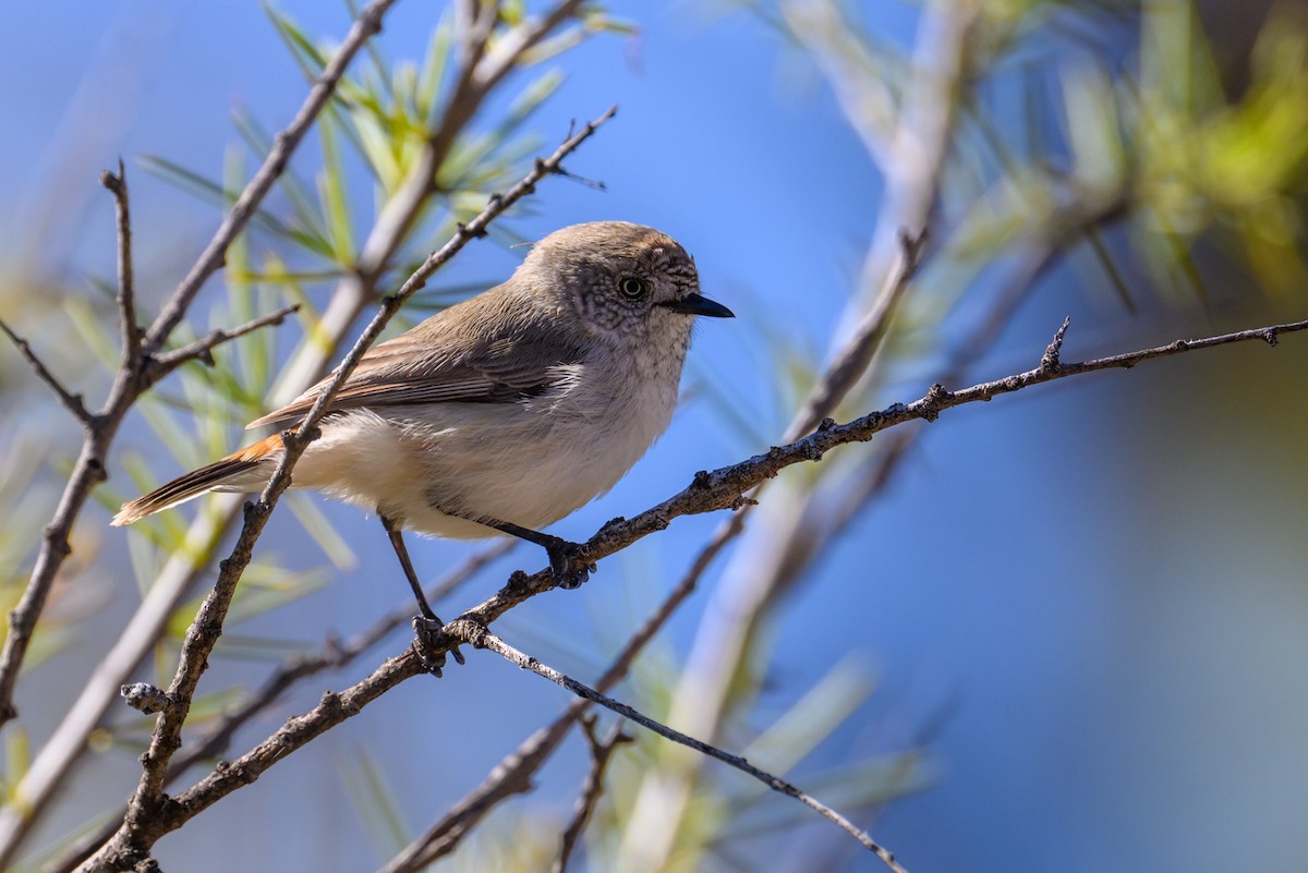 Chestnut-rumped Thornbill - ML620255796