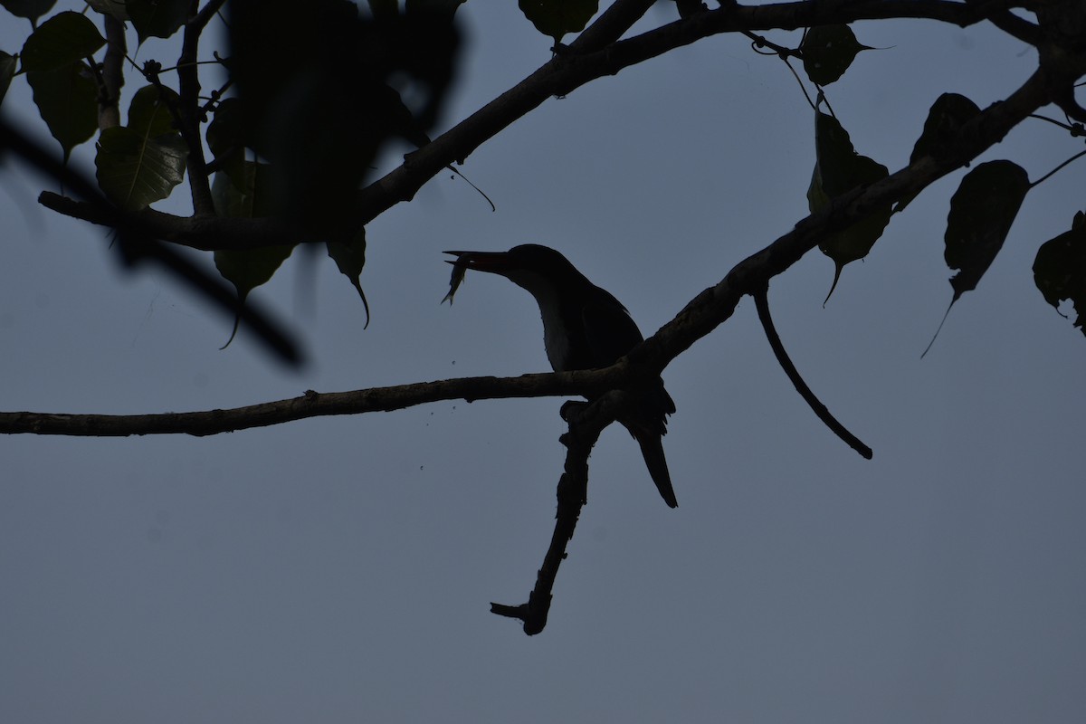 White-throated Kingfisher - ML620255798